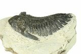 Bargain, Hollardops Trilobite Fossil - Ofaten, Morocco #287479-3